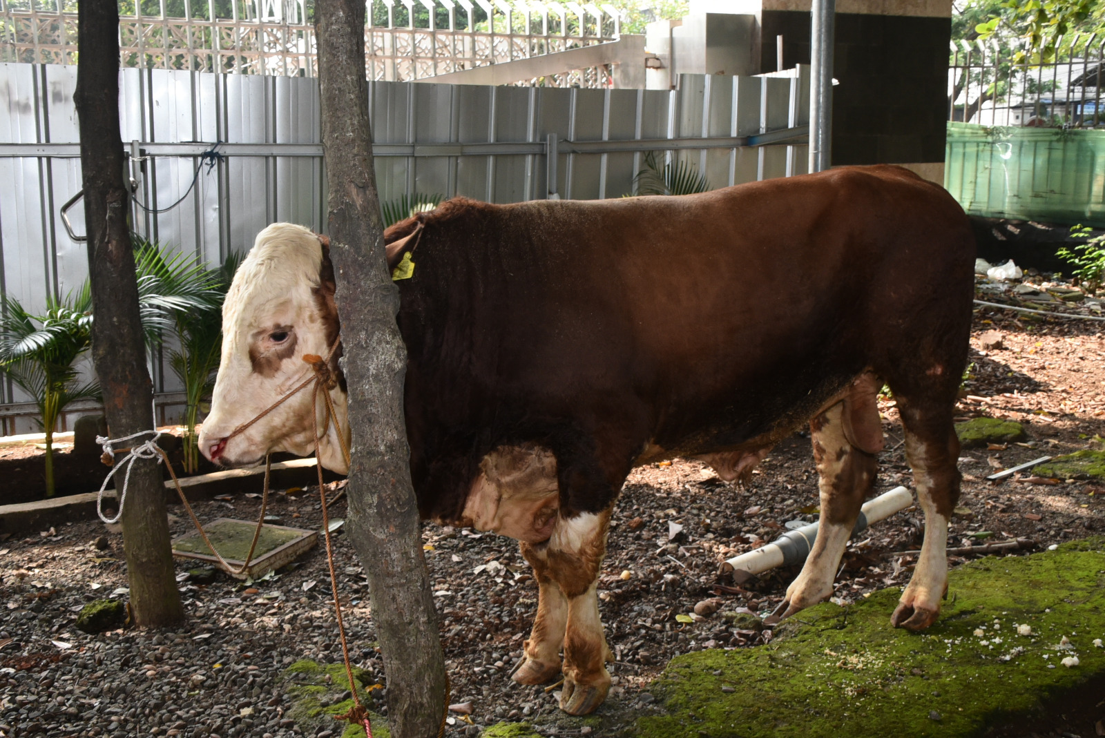 Pelaksanaan Penyembelihan Hewan Qurban di Masjid Istiqlal