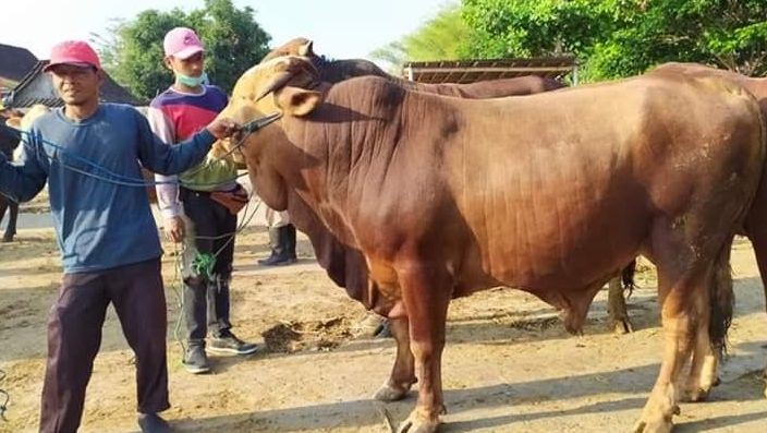 Kajian Zuhur Istiqlal: Kewajiban Muslim Menunaikan Haji dan Qurban Jika Punya Kemampuan